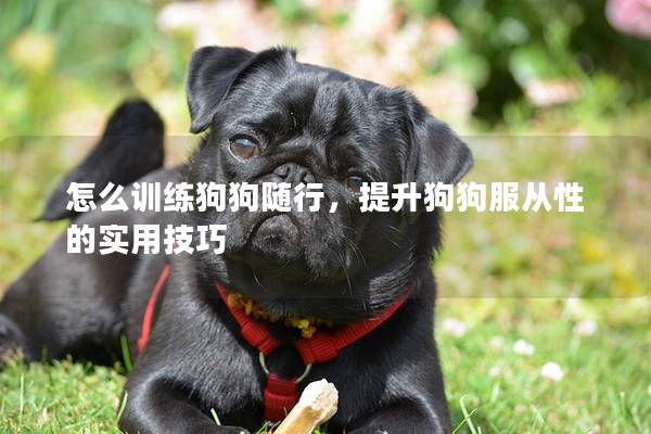 怎么訓(xùn)練狗狗隨行，提升狗狗服從性的實(shí)用技巧