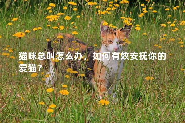 貓咪總叫怎么辦，如何有效安撫你的愛貓？