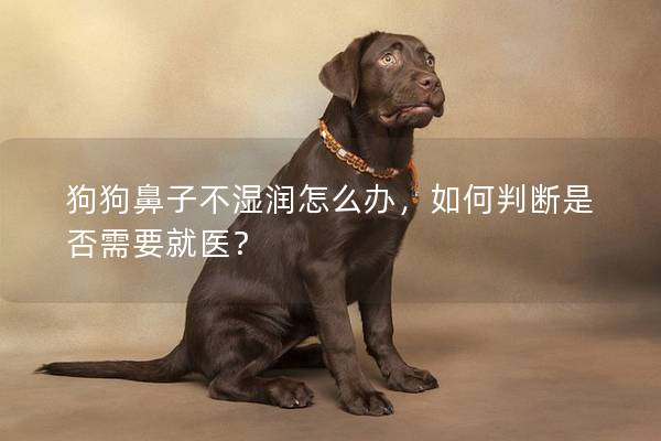 狗狗鼻子不濕潤怎么辦，如何判斷是否需要就醫(yī)？