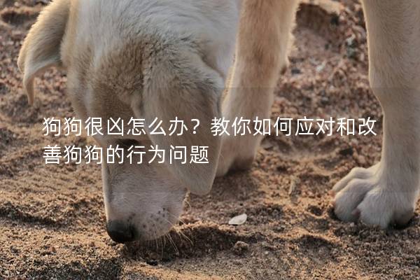 狗狗很兇怎么辦？教你如何應對和改善狗狗的行為問題