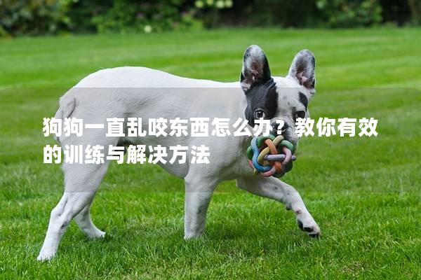 狗狗一直亂咬東西怎么辦？教你有效的訓練與解決方法