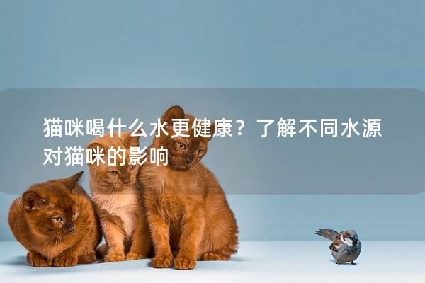 貓咪喝什么水更健康？了解不同水源對貓咪的影響