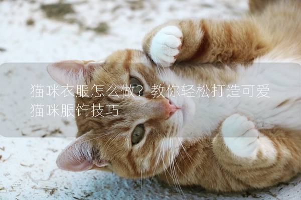 貓咪衣服怎么做？教你輕松打造可愛貓咪服飾技巧