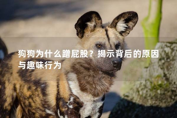 狗狗為什么蹭屁股？揭示背后的原因與趣味行為