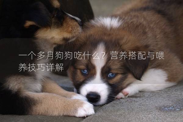 一個多月狗狗吃什么？營養搭配與喂養技巧詳解