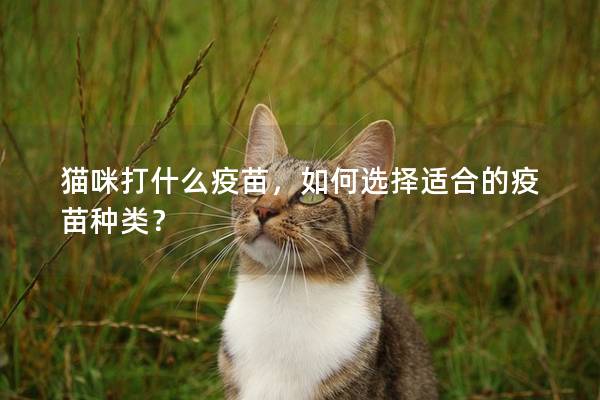 貓咪打什么疫苗，如何選擇適合的疫苗種類(lèi)？