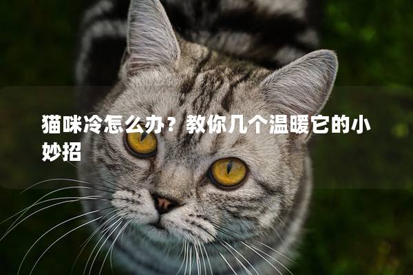 貓咪冷怎么辦？教你幾個溫暖它的小妙招