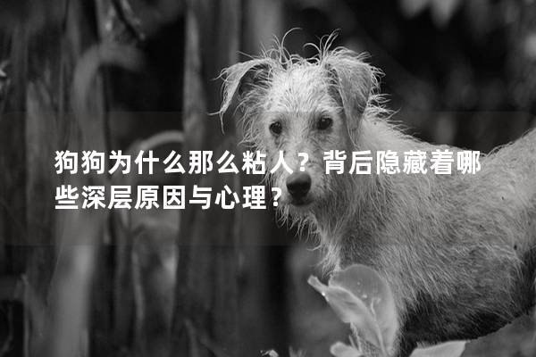 狗狗為什么那么粘人？背后隱藏著哪些深層原因與心理？