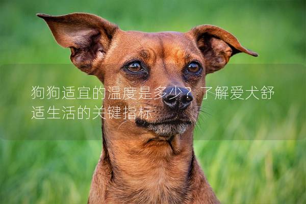 狗狗適宜的溫度是多少？了解愛犬舒適生活的關鍵指標