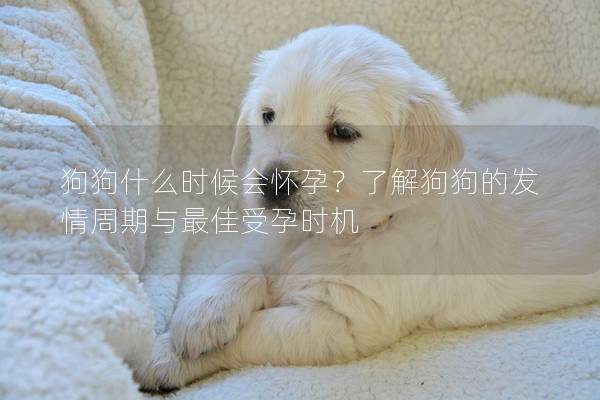 狗狗什么時候會懷孕？了解狗狗的發情周期與最佳受孕時機