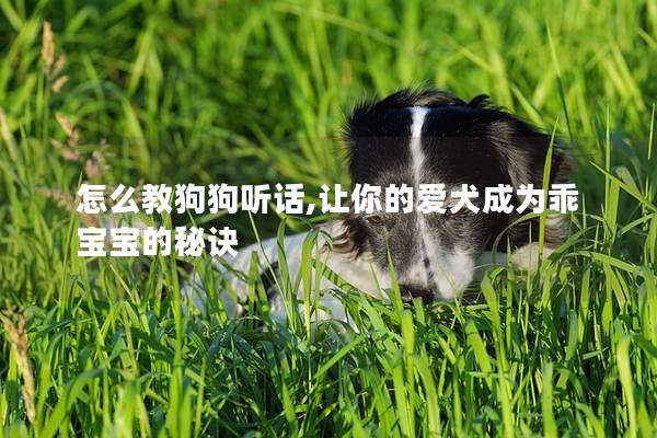 怎么教狗狗聽話,讓你的愛犬成為乖寶寶的秘訣