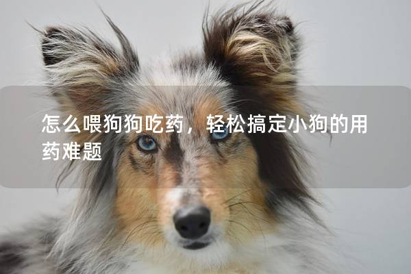 怎么喂狗狗吃藥,輕松搞定小狗的用藥難題 怎么喂狗狗吃藥,輕松搞定小狗的用藥難題