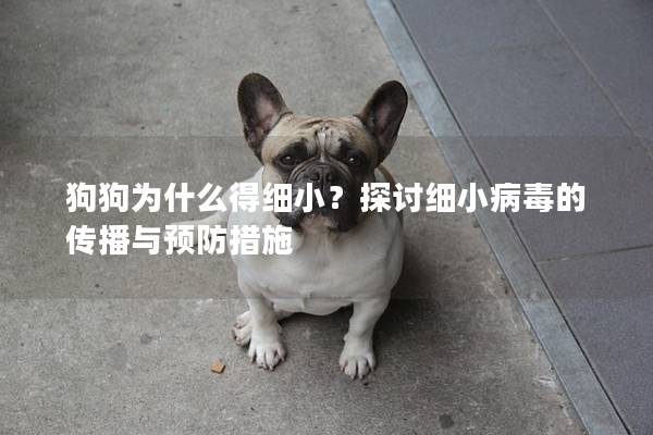 狗狗為什么得細小？探討細小病毒的傳播與預防措施