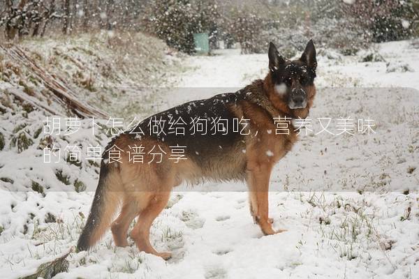 胡蘿卜怎么做給狗狗吃，營養又美味的簡單食譜分享