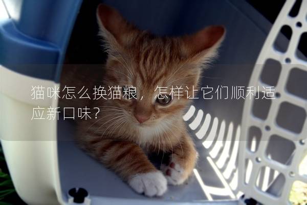 貓咪怎么換貓糧，怎樣讓它們順利適應(yīng)新口味？