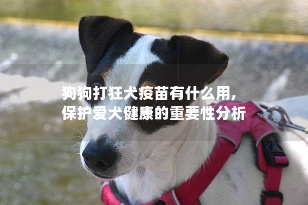 狗狗打狂犬疫苗有什么用, 保護愛犬健康的重要性分析