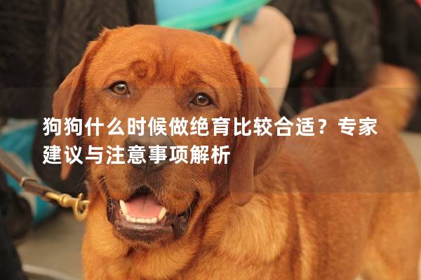 狗狗什么時候做絕育比較合適？專家建議與注意事項解析