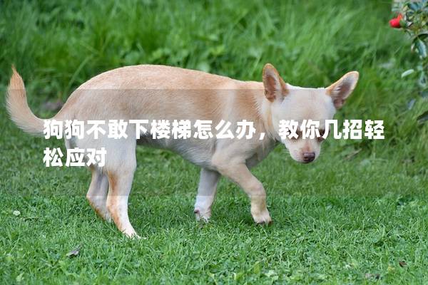 狗狗不敢下樓梯怎么辦,教你幾招輕松應對 狗狗不敢下樓梯怎么辦,教你幾招輕松應對