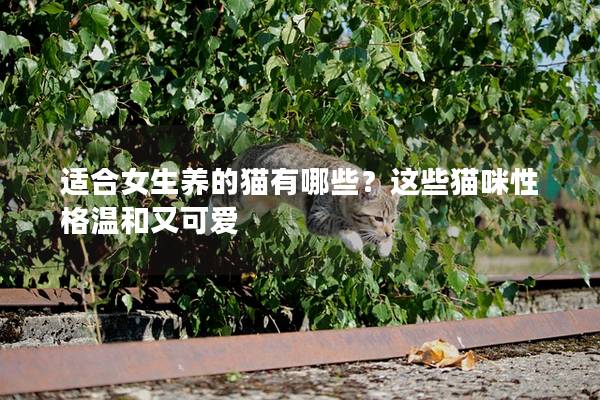 適合女生養的貓有哪些？這些貓咪性格溫和又可愛