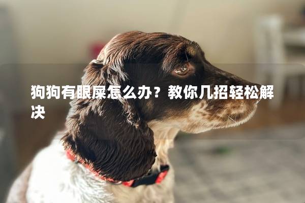 狗狗有眼屎怎么辦？教你幾招輕松解決