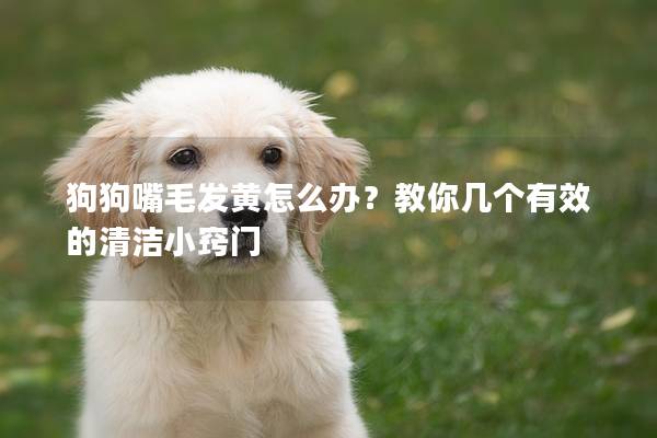 狗狗嘴毛發黃怎么辦？教你幾個有效的清潔小竅門