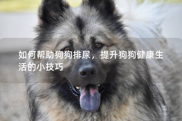 如何幫助狗狗排尿，提升狗狗健康生活的小技巧