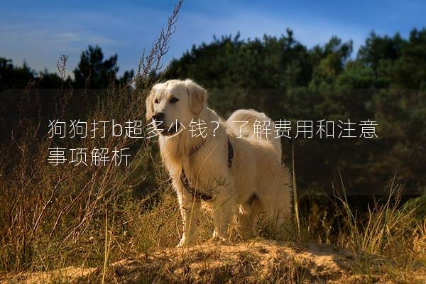 狗狗打b超多少錢？了解費用和注意事項解析