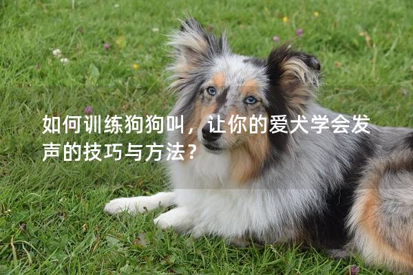 如何訓練狗狗叫，讓你的愛犬學會發聲的技巧與方法？