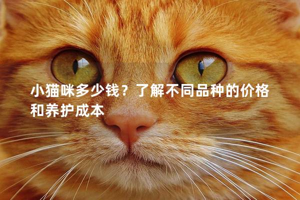 小貓咪多少錢？了解不同品種的價格和養護成本