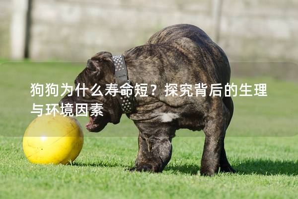 狗狗為什么壽命短？探究背后的生理與環境因素