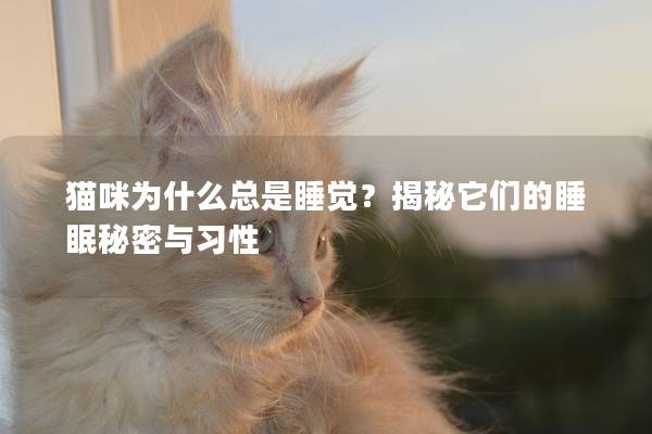 貓咪為什么總是睡覺？揭秘它們的睡眠秘密與習(xí)性