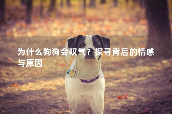 為什么狗狗會嘆氣？探尋背后的情感與原因