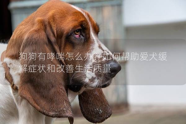 狗狗有哮喘怎么辦？如何幫助愛(ài)犬緩解癥狀和改善生活質(zhì)量