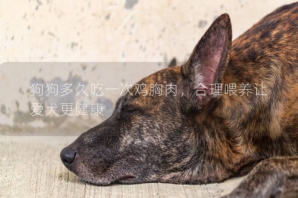 狗狗多久吃一次雞胸肉，合理喂養(yǎng)讓愛(ài)犬更健康