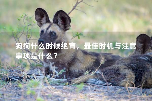 狗狗什么時候絕育，最佳時機與注意事項是什么？