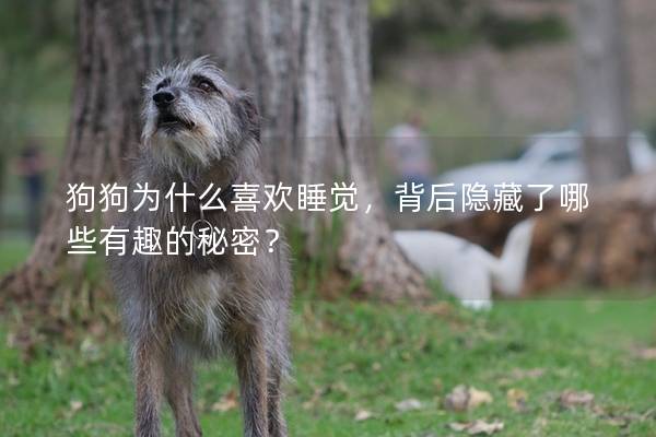 狗狗為什么喜歡睡覺，背后隱藏了哪些有趣的秘密？