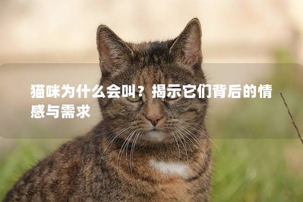 貓咪為什么會叫?揭示它們背后的情感與需求 貓咪為什么會叫?揭示它們背后的情感與需求