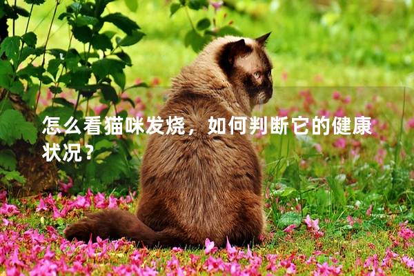 怎么看貓咪發燒，如何判斷它的健康狀況？