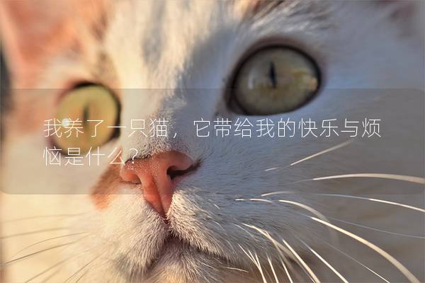 我養了一只貓,它帶給我的快樂與煩惱是什么? 我養了一只貓,它帶給我的快樂與煩惱是什么?