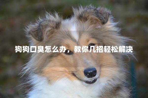 狗狗口臭怎么辦，教你幾招輕松解決