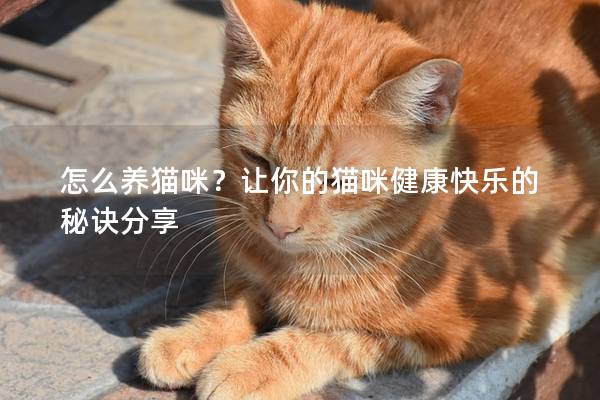 怎么養(yǎng)貓咪？讓你的貓咪健康快樂(lè)的秘訣分享