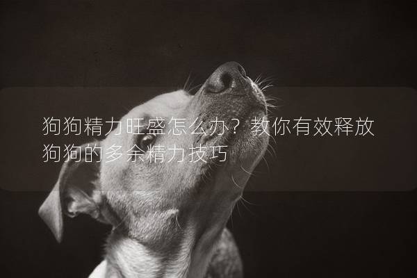 狗狗精力旺盛怎么辦？教你有效釋放狗狗的多余精力技巧