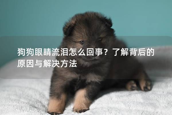 狗狗眼睛流淚怎么回事?了解背后的原因與解決方法 狗狗眼睛流淚怎么回事?了解背后的原因與解決方法