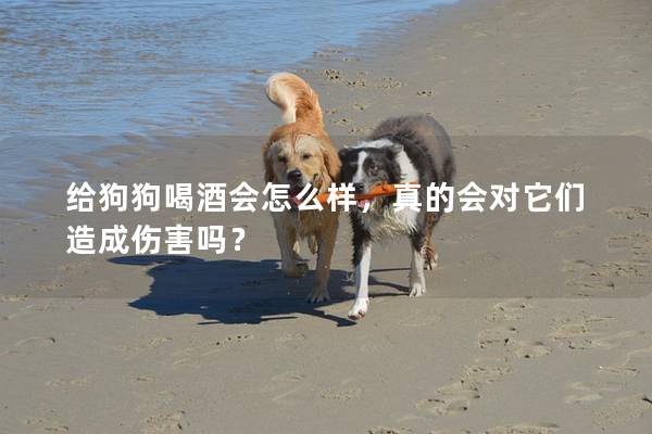給狗狗喝酒會怎么樣，真的會對它們造成傷害嗎？