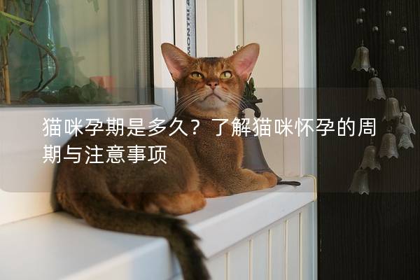 貓咪孕期是多久？了解貓咪懷孕的周期與注意事項
