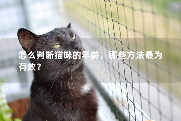 怎么判斷貓咪的年齡，哪些方法最為有效？