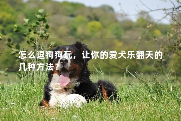 怎么逗狗狗玩，讓你的愛犬樂翻天的幾種方法？