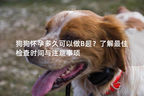 狗狗懷孕多久可以做B超？了解最佳檢查時(shí)間與注意事項(xiàng)