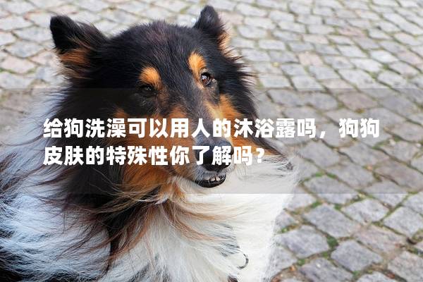 給狗洗澡可以用人的沐浴露嗎，狗狗皮膚的特殊性你了解嗎？