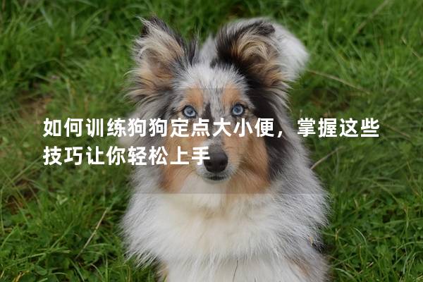 如何訓練狗狗定點大小便，掌握這些技巧讓你輕松上手